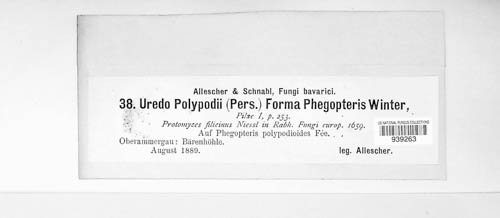 Uredo polypodii f. phegopteris image